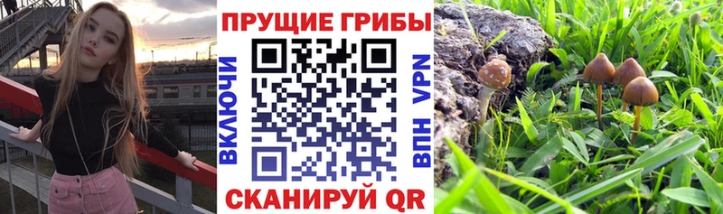 хочу наркоту  Володарск  KRAKEN ссылки  Псилоцибиновые грибы Psilocybe 